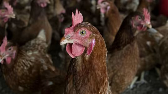 Việt Nam có gà ăn chuối nhưng đây mới là thực đơn nuôi gà độc lạ nhất thế giới: tiết kiệm hàng 100 triệu USD, tránh được khủng hoảng thức ăn chăn nuôi